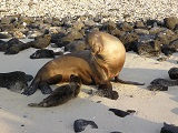 VOYAGE anne & jean pierre Galapagos